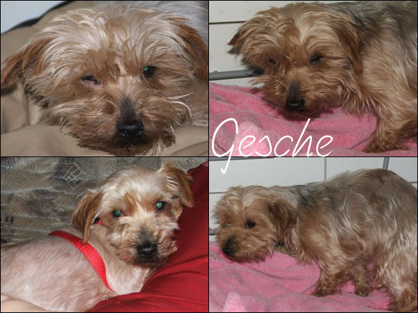 Bild von Gesche