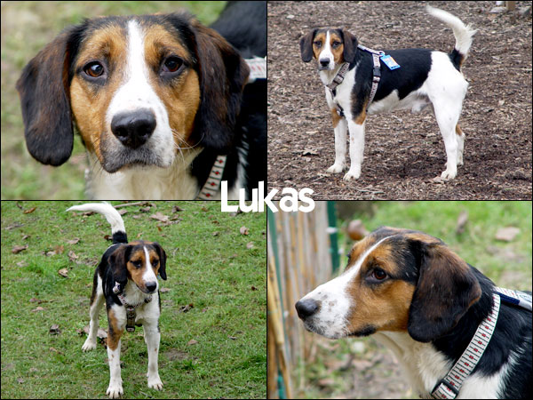 Bild von Lukas