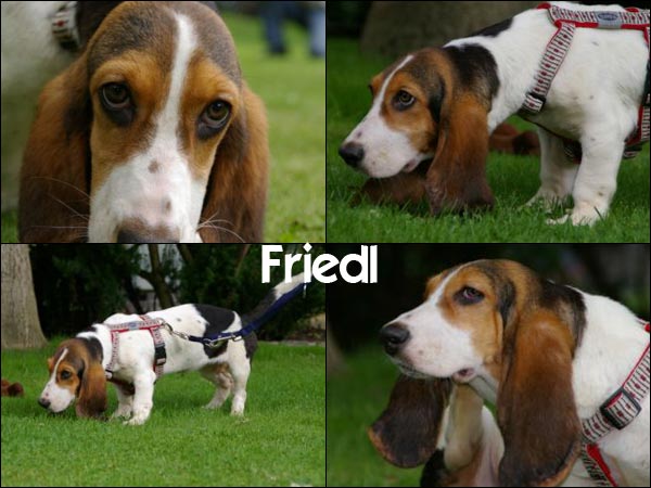 Bild von Friedl