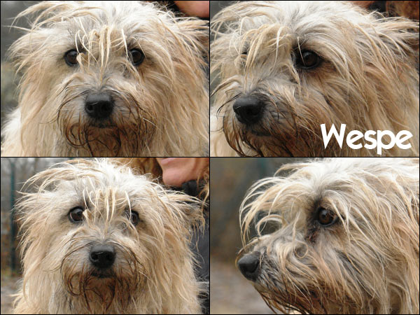 Bild von Wespe
