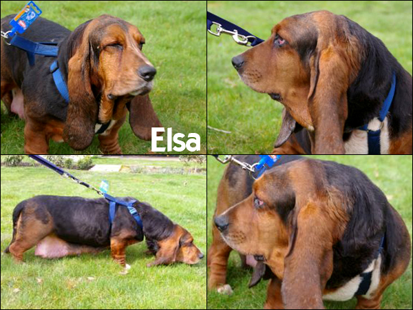 Bild von Elsa