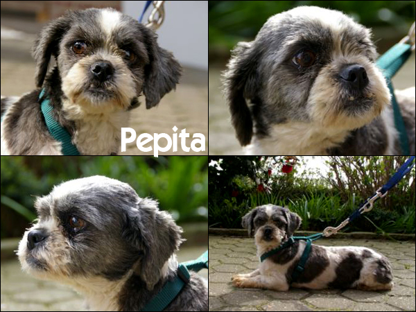 Bild von Pepita