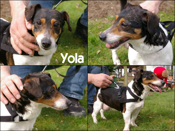 Bild von Yola