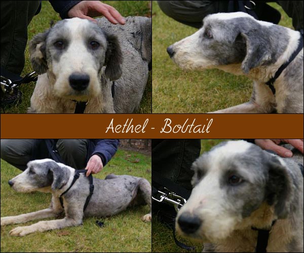 Bild von Aethel