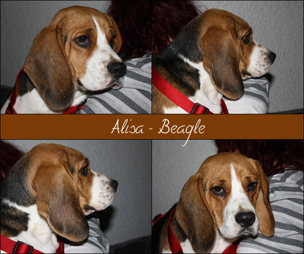 Bild von Alisa