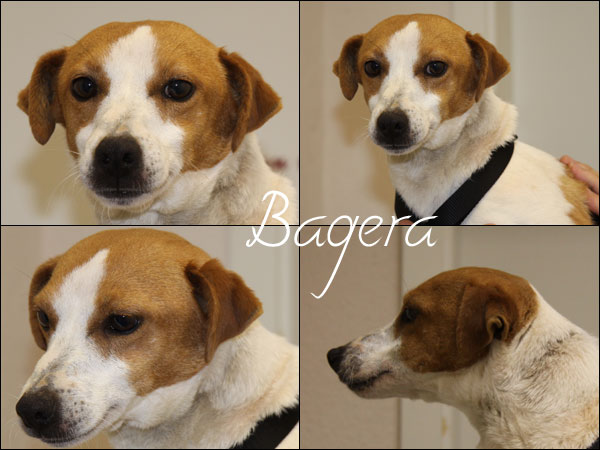 Bild von Bagera