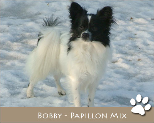 Bild von Bobby