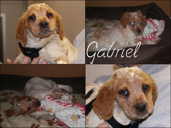 Bild von Gabriel
