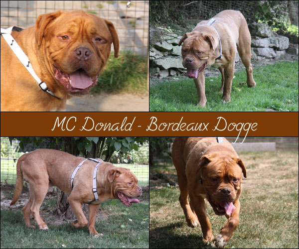 Bild von Mc Donald