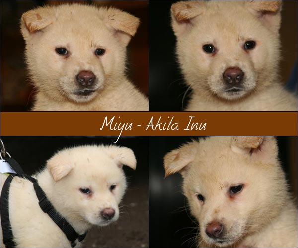 Bild von Miyu