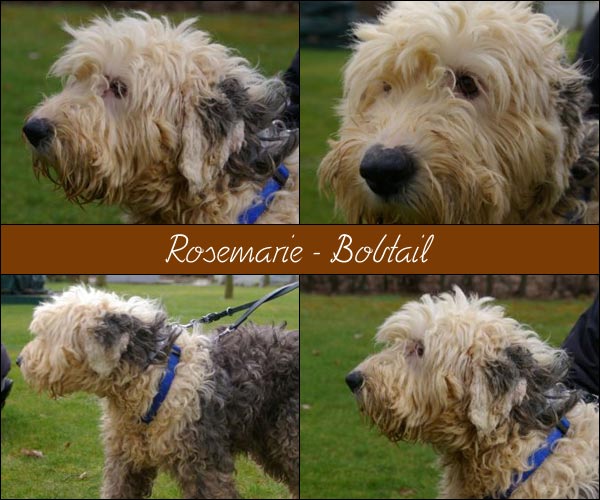 Bild von Rosemarie