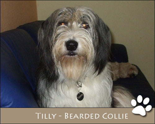 Bild von Tilly