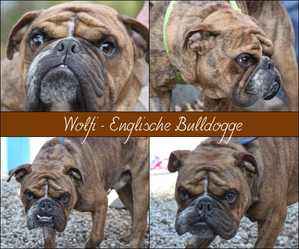 Bild von Wolfi