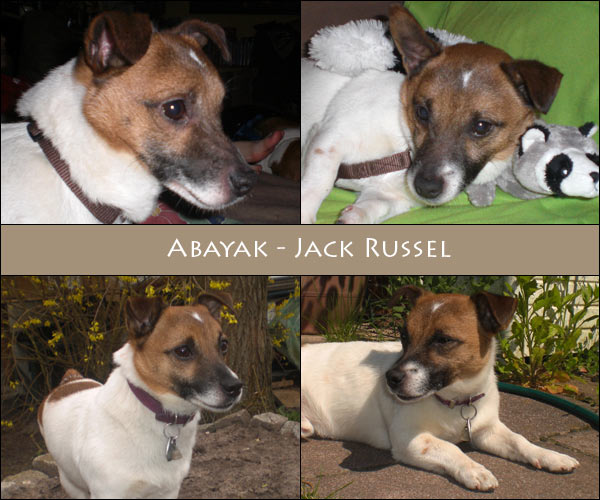 Bild von Abayak