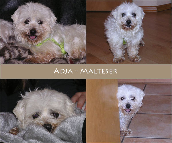 Bild von Adja