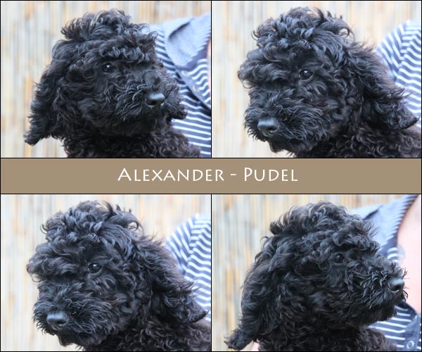 Bild von Alexander