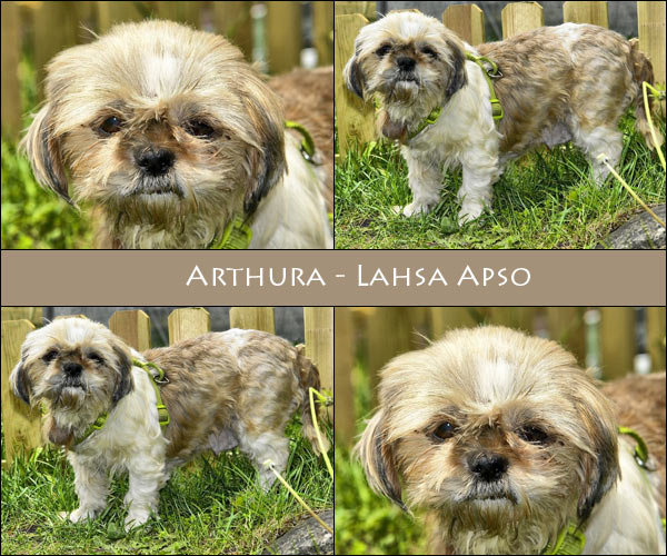 Bild von Arthura
