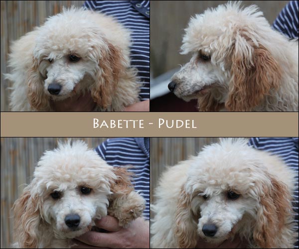Bild von Babette