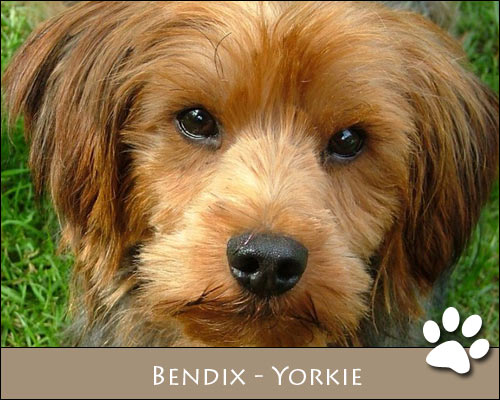 Bild von Bendix