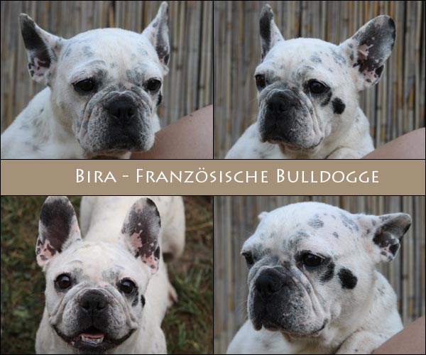 Bild von Bira