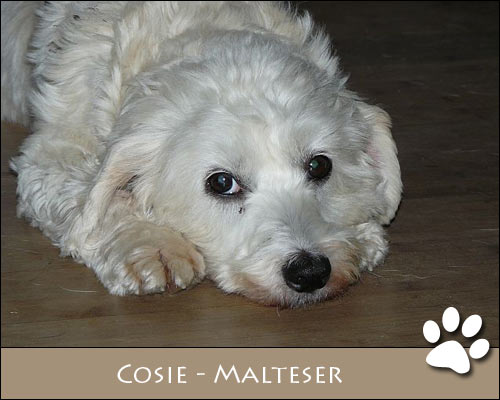 Bild von Cosie