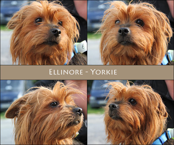 Bild von Ellinore