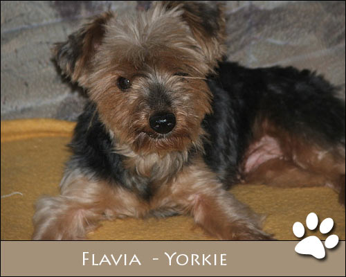Bild von Flavia