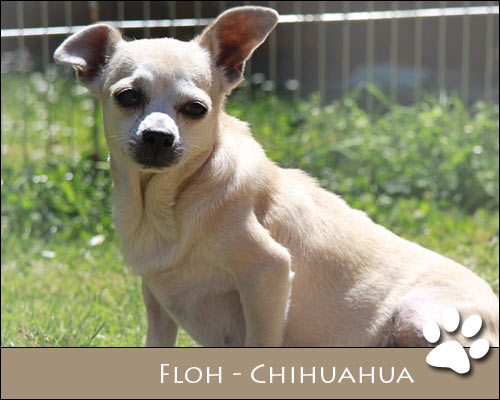 Bild von Floh