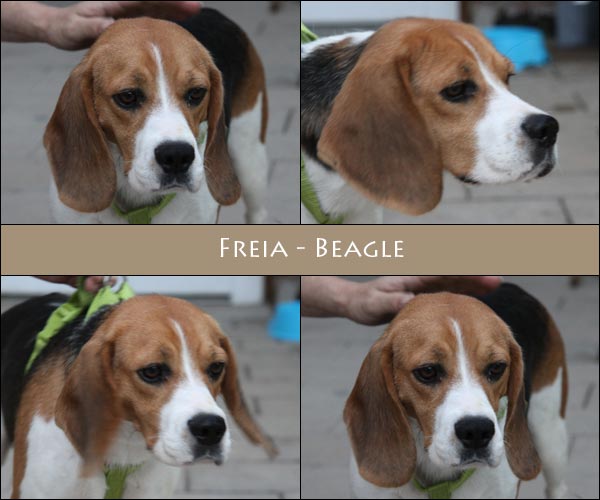 Bild von Freia 