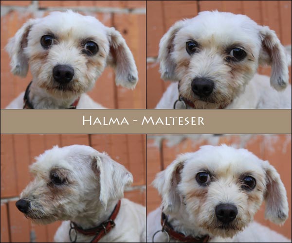Bild von Halma
