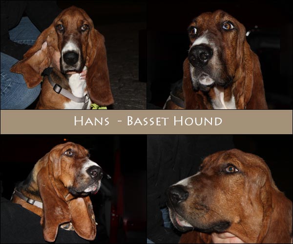 Bild von Hans