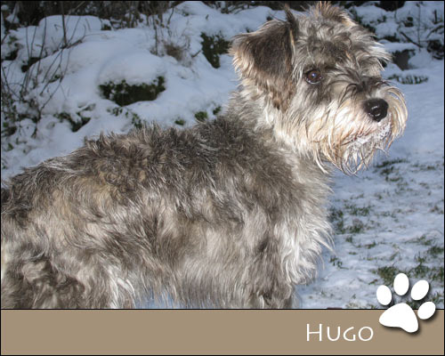 Bild von Hugo