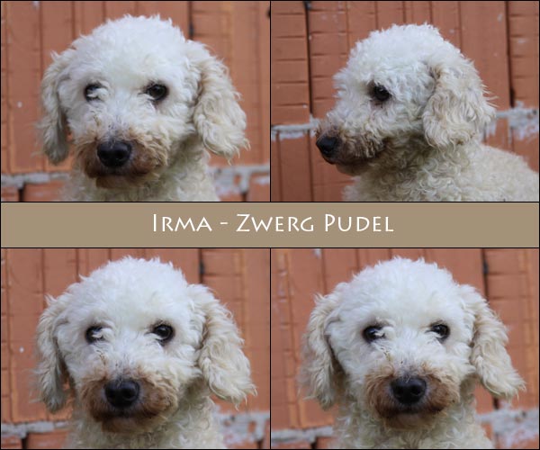 Bild von Irma