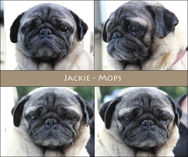 Bild von Jackie