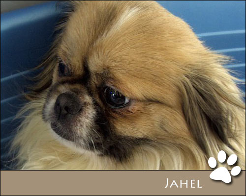 Bild von Jahel