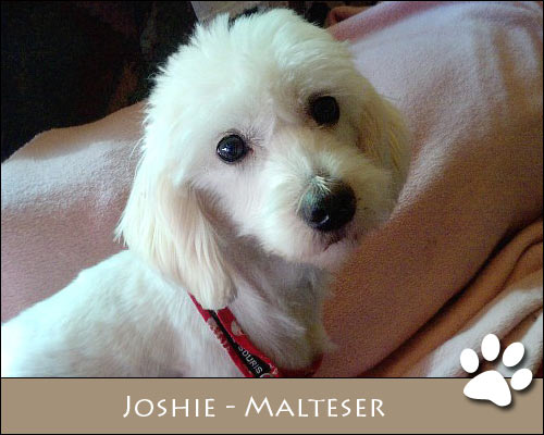Bild von Joshie