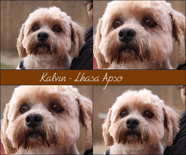 Bild von Kalvin