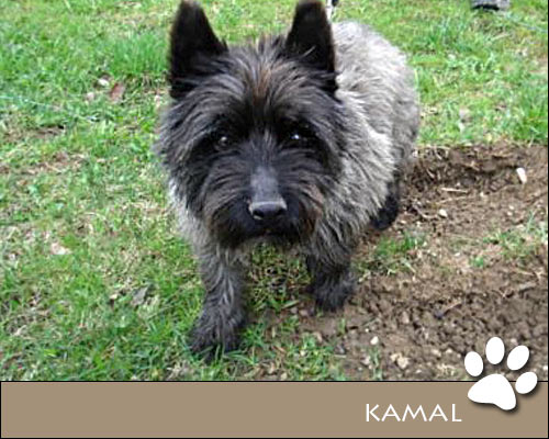 Bild von Kamal