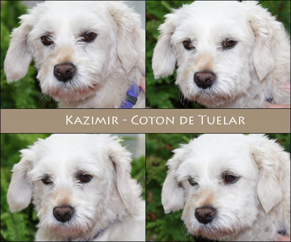 Bild von Kazimir