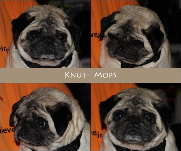 Bild von Knut