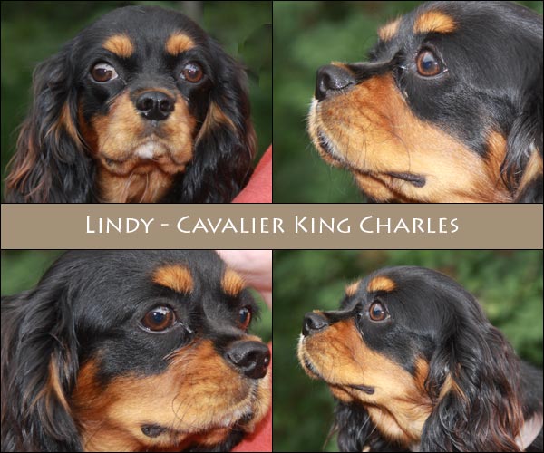 Bild von Lindy