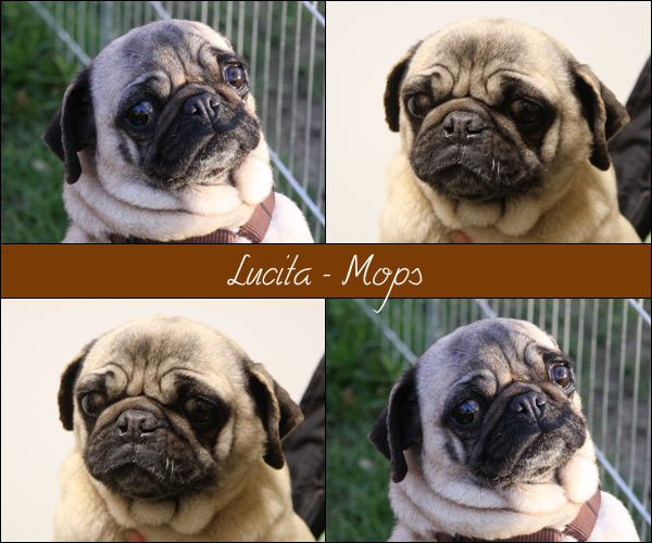 Bild von Lucita