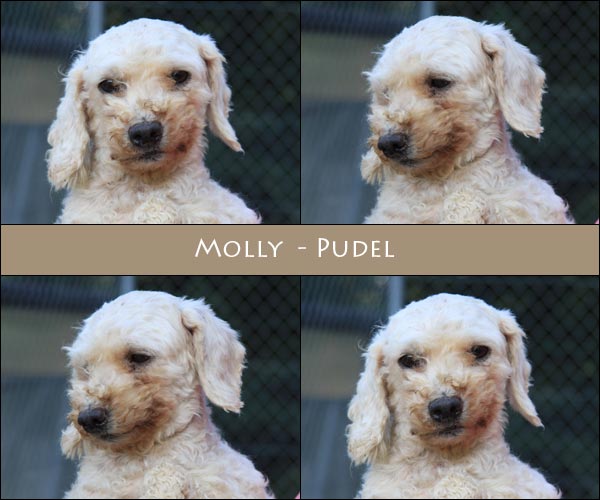 Bild von Molly