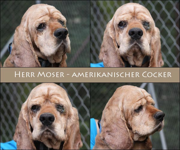 Bild von Herr Moser