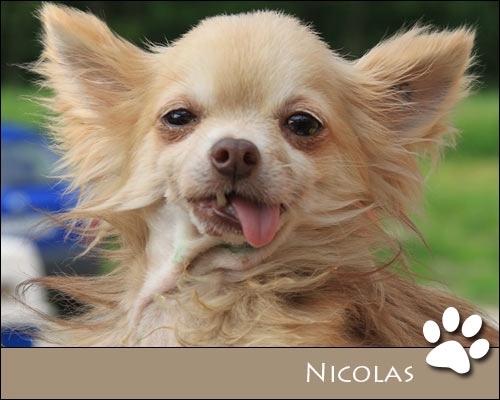 Bild von Nicolas