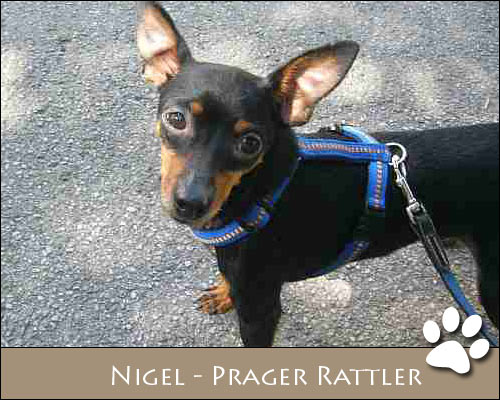 Bild von Nigel