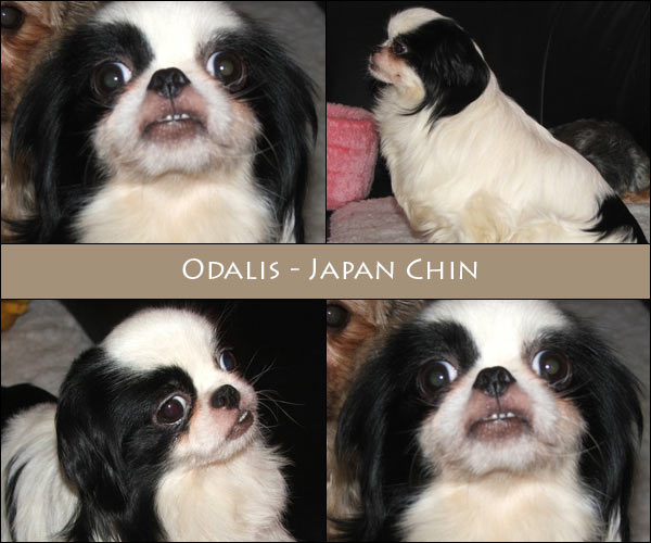 Bild von Odalis