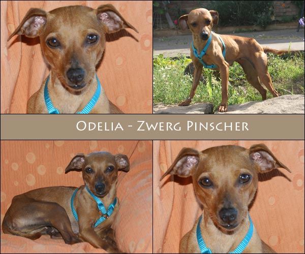 Bild von Odelia