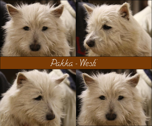 Bild von Pakka