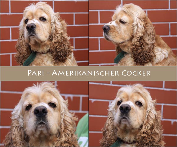 Bild von Pari
